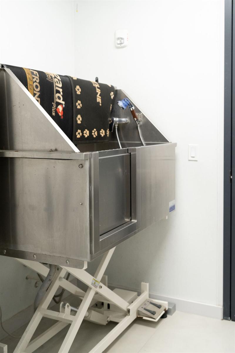 Regency Vet Branding